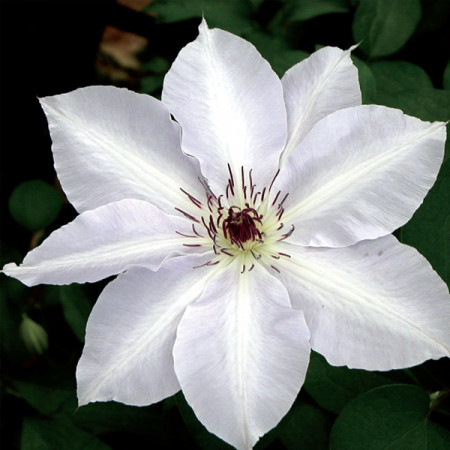 Clematite Halina Noll (ghiveci 2 L), tufa ornamentala cataratoare Clematis, flori simple si batute, alb-roz fin