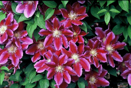 Clematite Hania (ghiveci 2 L) cu flori unice bicolore atractive rosu-violet catifelat viu, cu o margine roz pal cataratoare Clematis