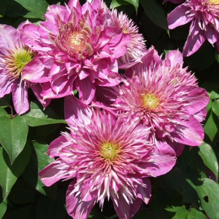 Clematite Kaiser (1.5 m in ghiveci de 2 L), tufa ornamentala cataratoare Clematis, hibrid japonez premiat, cu flori duble roz, potrivita si pentru ghivece