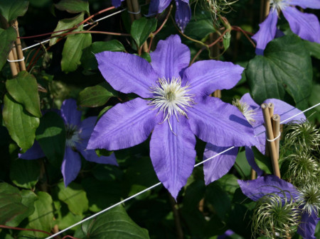 Clematite Lasurstern (1.5 m in ghiveci de 2 L) tufa ornamentala cataratoare Clematis, cu flori foarte mari, colorate in nuante de albastru-lavanda, clematita premiata