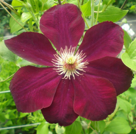 Clematite Mazowsze (1.5 m in ghiveci de 2 L), tufa ornamentala cataratoare Clematis, hibrid cu flori mari, catifelate, de culoare roz-rosiatic si sepale galbene