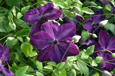 Clematite Night Veil (1.5 m in ghiveci de 2 L), tufa ornamentala cataratoare Clematis, hibrid japonez cu flori colorate in purpuriu-violet si alb