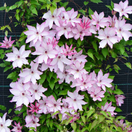 Clematite Omoshiro (1.5 m in ghiveci de 2 L), tufa ornamentala cataratoare Clematis, varietate japoneza cu flori mari, intr-o combinatie delicata de alb si roz