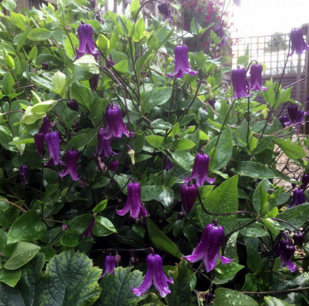 Clematite Rooguchi (1.5 m in ghiveci de 2 L) tufa ornamentala cataratoare Clematis, clematita cu cea mai lunga perioada de inflorire, cu flori gratioase in forma de clopotei de culoare albastru-violet