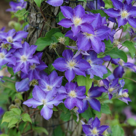 Clematite Stefan Franczak (1.5 m in ghiveci de 2 L), tufa ornamentala cataratoare Clematis, varietate cu flori superbe, albastre