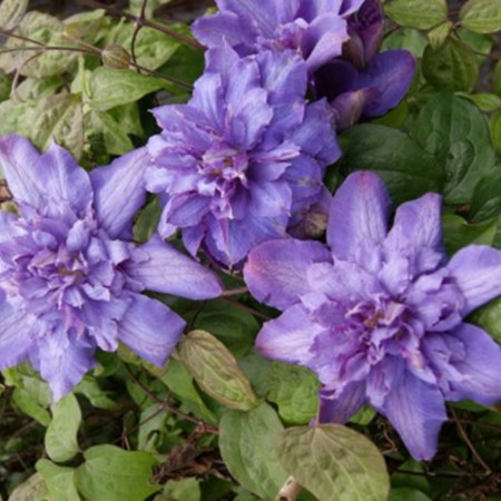 Clematite Vyvyan Pennell (1.5 m in ghiveci de 2 L), tufa ornamentala cataratoare Clematis, varietate premiata, cu flori duble, mari, colorate in violet-albastru cu atingeri de purpuriu-carmin in centru