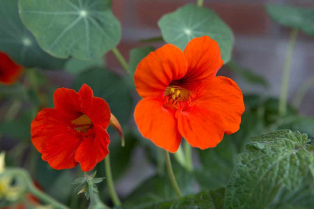 Condurul Doamnei rosu (8 seminte) seminte de Papucul Doamnei, plante anuale de culoare rosie, Agrosem