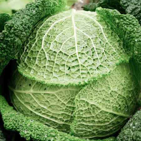 Convoy F1 (2500 seminte) de varza creata cu maturitate dupa 75 de zile si o greutate de 2 kg fiind rezistenta la crapare, Takii Seeds