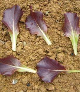 Copacabana (1000 seminte) de salata tip Baby Leaf ce produce capatani de dimensiuni medii si frunze de un rosu intens ce se pot cultiva pe toata perioada anului, ISI Sementi