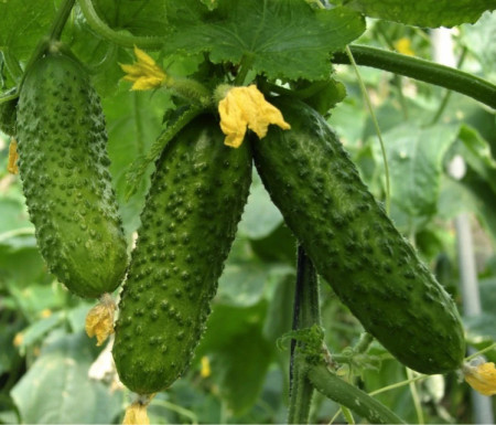 Cornichon de Paris (2 gr) seminte de castraveti cornison extratimpurii, Opal