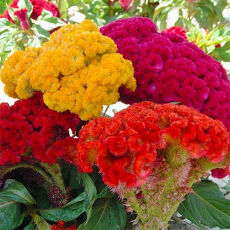 Creasta Cocosului batuta mix (440 seminte) planta anuala, flori viu colorate, galbene, rosii, roz, Agrosem