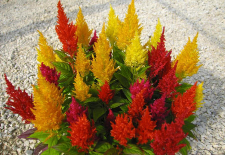 Creasta Cocosului plumosa mix (0.4 gr) seminte de planta anuala cu flori viu colorate, stralucitoare, galbene, rosii, roz, Agrosem