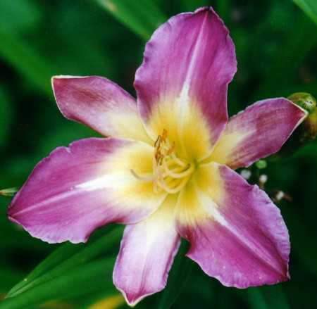 Crin Hemerocallis Nile Crane (ghiveci 1,5 L), crin de o zi cu flori stelate, colorate in violet-lavanda si galben