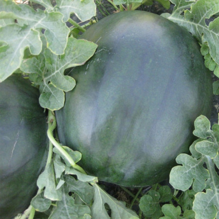 CRX 10041 F1 (500 seminte) de pepene verde tip Sugar Baby cu fructe dulci si seminte putine buna rezistenta la crapare si transport, Cora Seeds