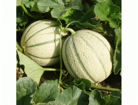 Donar F1 (1000 seminte) pepene galben semitimpuriu tip Cantalup sere solarii camp, Rijk Zwaan
