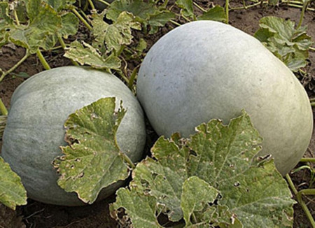 Dovleac Placintar Alb (DE PLOVDIV) - 1 kg - Seminte Dovleac Alb Bulgaresc Calitati Extraordinare