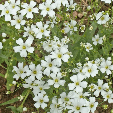 Floarea Miresei Alba (0.8 gr) seminte de floarea miresei alba, Agrosem