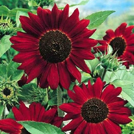 Floarea soarelui rosie Evening Sun (1.5 gr) seminte de plante anuale cu flori rosii, Agrosem