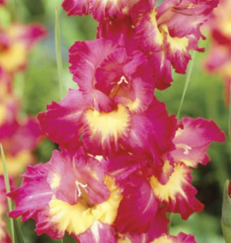 Gladiole Far West (7 bulbi), gladiole cu flori mari colorate in roz vibrant, ce inconjoara un miez galben luminos, bulbi de flori
