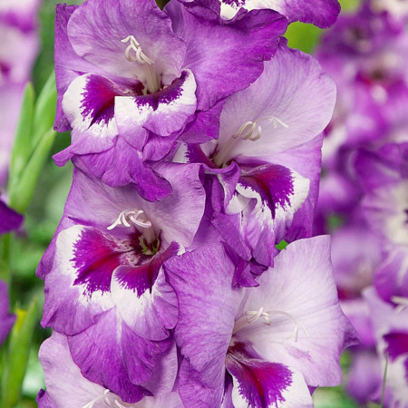 Gladiole Vista (7 bulbi) gladiole cu petale decorate artistic cu violet-lavanda si purpuriu intens, bulbi de flori, Agrosem