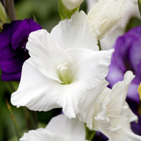 Gladiole White Prosperity (7 bulbi) cu flori albe ca zapada, bulbi de flori, Agrosem