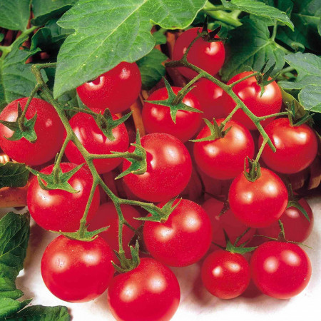 Henriet Snack (60 seminte) rosii cu fructe mici pentru salata, Agrosel