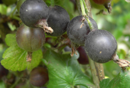 Hibrid coacaz negru-agris Josta, arbust fructifer fructe suculente, aromate, talie inalta, Yurta