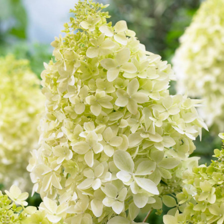 Hortensie Phantom (1 m in ghiveci de 2 L), Hydrangea paniculata, arbust ornamental cu flori grupate in buchete conice, albe, ce devin roz spre toamna