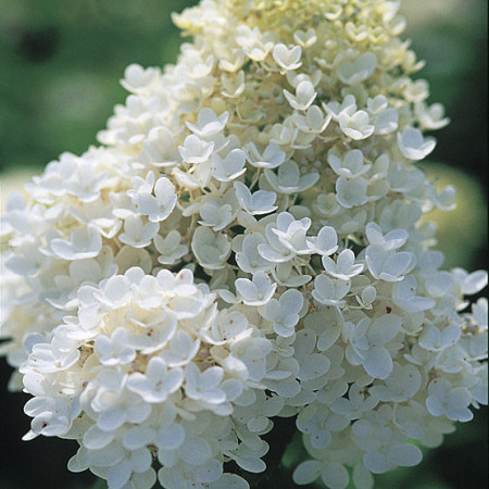 Hortensie Unique, arbust ornamental cu flori grupate in forma de con, albe-verzui in centru si albe-roz pe laterale, Yurta