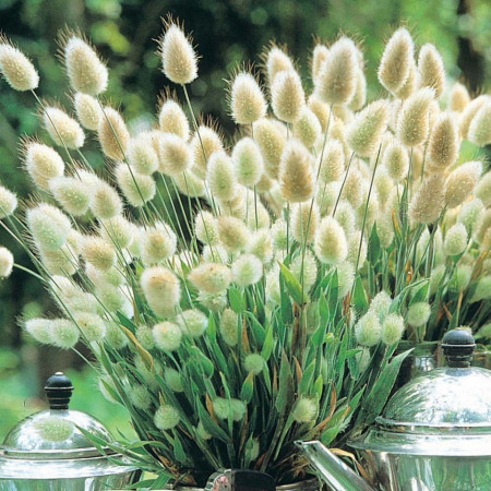 Lagurus Ovatus - Seminte Flori iarba decorativa Lagurus Ovatus de la Florian