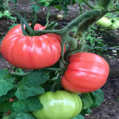 Leroxy F1 (500 seminte) de tomate roz, cu crestere nedeterminata, destinat ciclurilor lungi de cultura, Yuksel