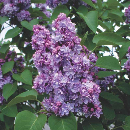Liliac Michel Buchner, arbust ornamental cu inflorescente bogate, cu flori foarte parfumate, de culoare mov deschis, 1 arbust de 1,5-2 m inaltime, Yurta