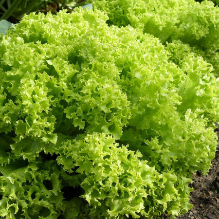 Lollo Bionda (4500 seminte) salata baby leaf cu frunze mici pentru salata, creata soi timpuriu, Agrosel