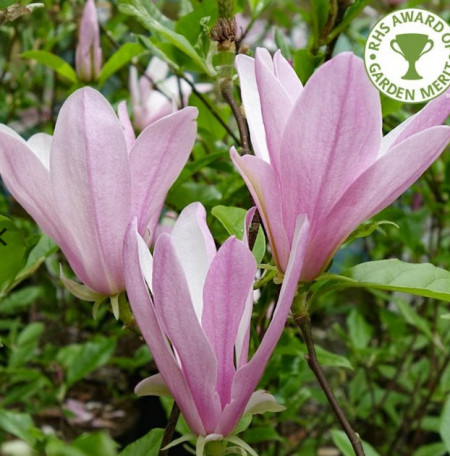 Magnolie George Henry Kern cu flori mari, parfumate, in nuante de roz