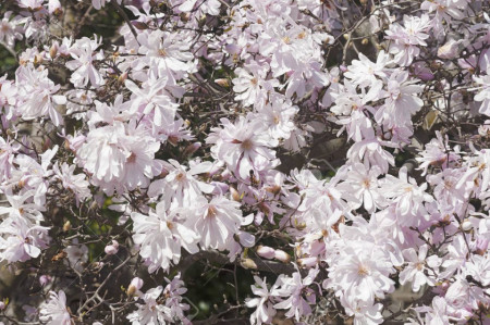 Magnolie Stellata Rosea, arbust ornamental cu flori stelate mari, parfumate, de culoare roz suav, Yurta