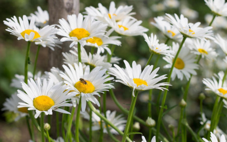 Margarete albe (0.75 gr) seminte flori, Horti Tops