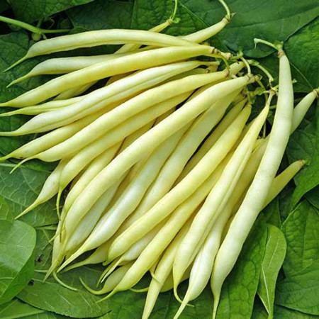 Maxidor (180 gr) fasole pitica galbena, soi timpuriu, toleranta la boli, Agrosem