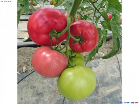 Mei Shuai F1 (100 seminte) rosii nedeterminate, Seminis