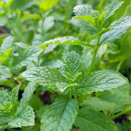Menta dulce (0.05 gr) seminte Mentha spicata, planta aromatica perena, Agrosem