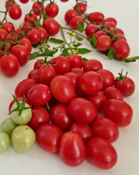 Mini Miss (60 seminte) rosii cherry de culoare roz intens, soi nou de rosii cherry foarte atractiv, IZK Maritsa