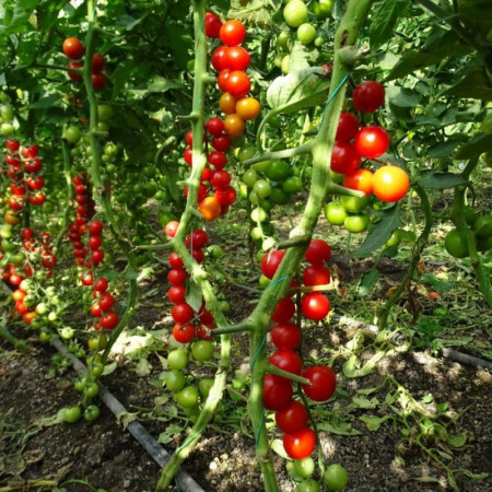 Moncherry - 500 sem - Seminte de rosii nedeterminate tip cherry foarte gustoase cu fructe ce au o greutate de 20-25 de grame/fruct de la United Genetics