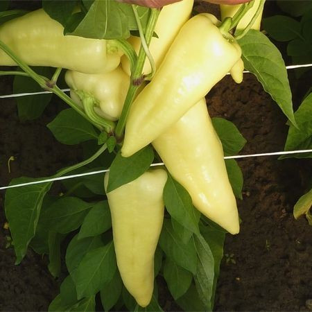 Morahalom F1 - 250 sem - Seminte de ardei conic dulce cu crestere continua de o calitate extraordinara ce se dezovlta rapid si poate fi cultivat in orice perioada a anului de la Duna-R