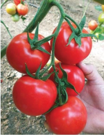 Nemesis F1 - 1000 sem - Seminte de tomate cu crestere nedeterminata ce produce fructe rotunde si mari de culoare rosu aprins de la Yuksel