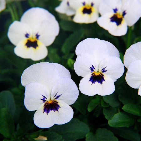 Panselute Albe (0.2 g) seminte de panselute catifelate albe Viola White, Opal