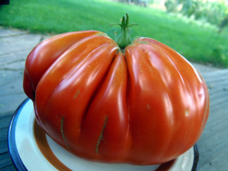 Pera D' Abruzzo (100 seminte) rosii determinate cu fructe mari de peste 250-300 grame frumoase cutate avand caracteristici deosebite atat din punct de vedere al gustului cat si al calitatii fructului tip Beef, Cora Seeds