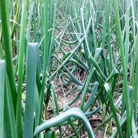Performer (10.000 seminte) ceapa pentru legatura ce are un sistem foliar viguros culoare verde inchis si nu formeaza bulbi, Bejo