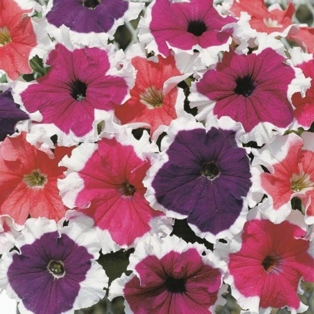 Petunia HIBRID Picotee Cascade Seminte Flori Petunia Picotee Mix de la Florian