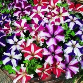 Petunia Stea HIBRID - Seminte Flori Petunie Stea Hibrid Planta Anuala de la Florian