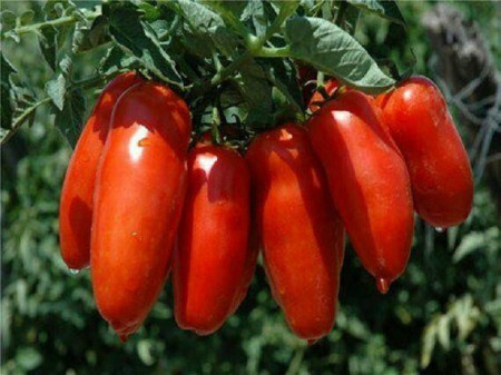 Piramide (150 seminte) tomate lungi semitimpurii in forma de ardei, Agrosem