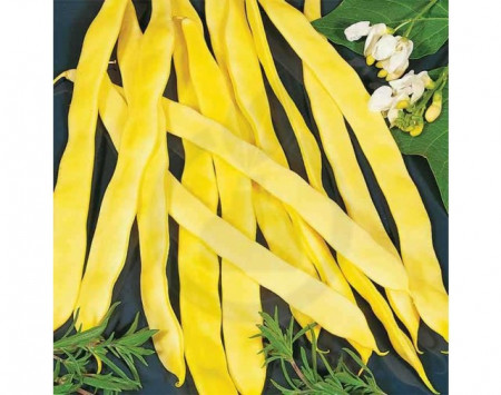 Plador (40 gr) seminte fasole pitica galbena lata, frageda, fara ate, Agrosem